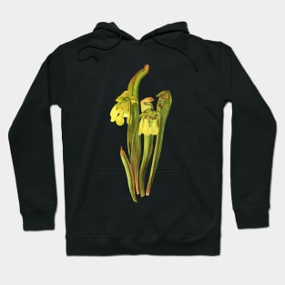 Hooded Pitcherplant - Sarracenia Minor- Walcott - Botanical Illustration Hoodie